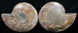 Huge Split Ammonite Pair - Agatized #6405-1